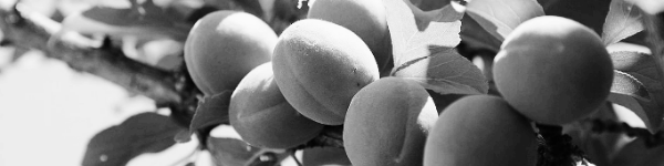 매실 수확시기, 매실 따는시기: 품종, 재배 지역, 기후 조건 등 고려