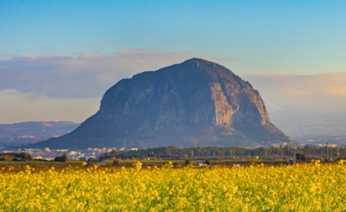 유채꽃 개화시기