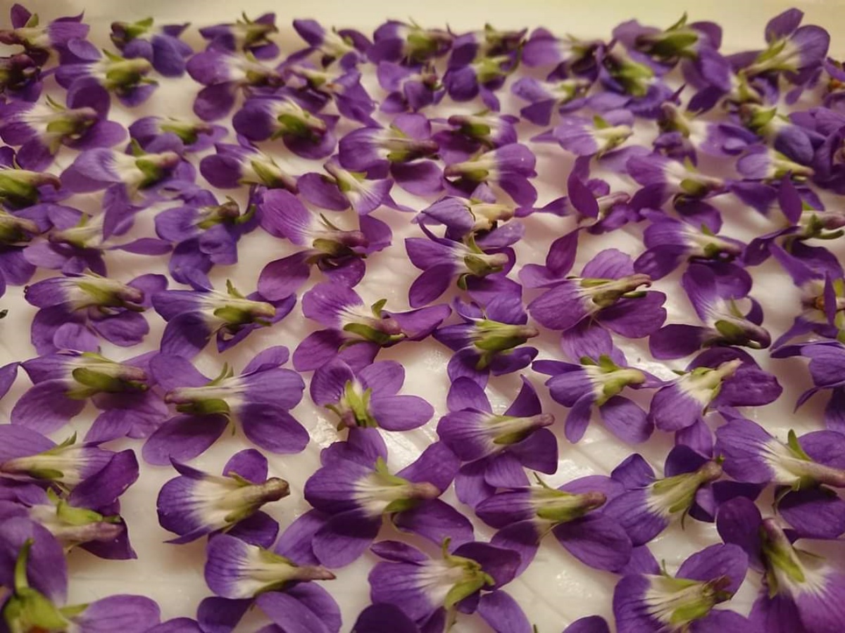 냉침법 enfleurage 에 대한 대표 이미지