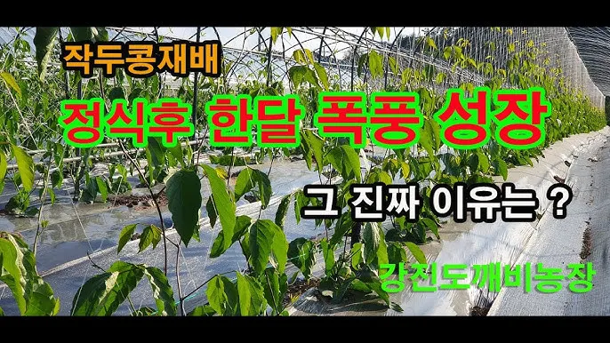작두콩 재배 지지대 설치 덩굴 유인 건조 보관_6