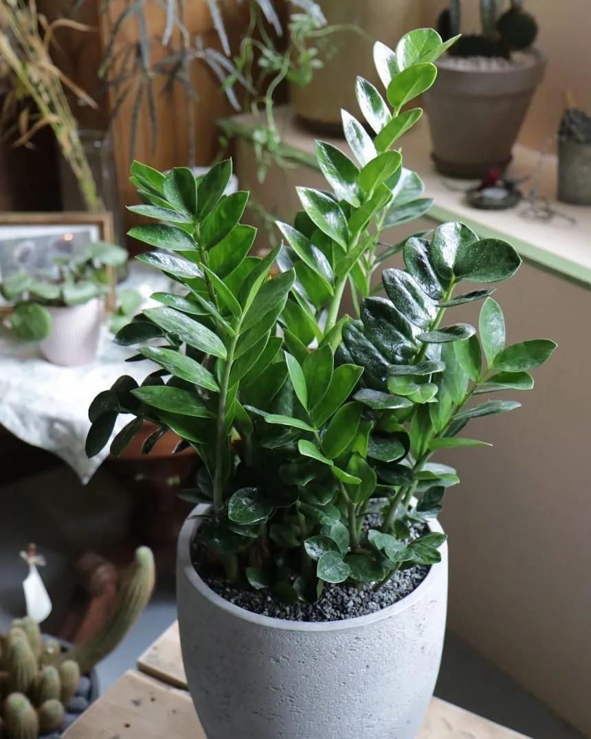 금전수 물주기 과습예방 배수층 만들기 흙선택 시니어도 편한 관리_5