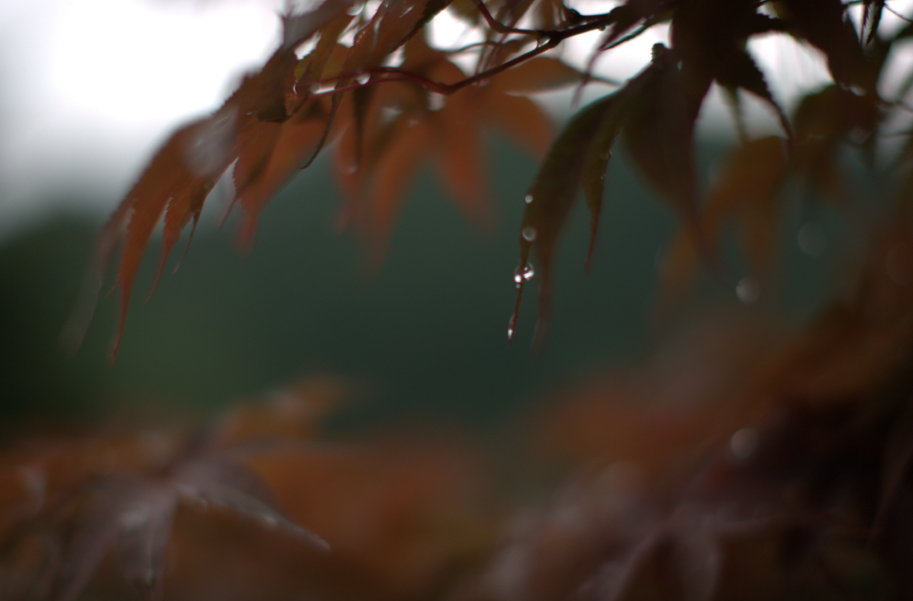 아침고요수목원