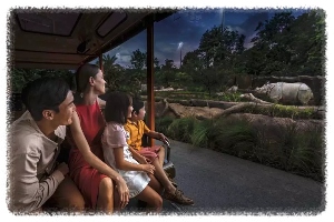 싱가포르 나이트 사파리