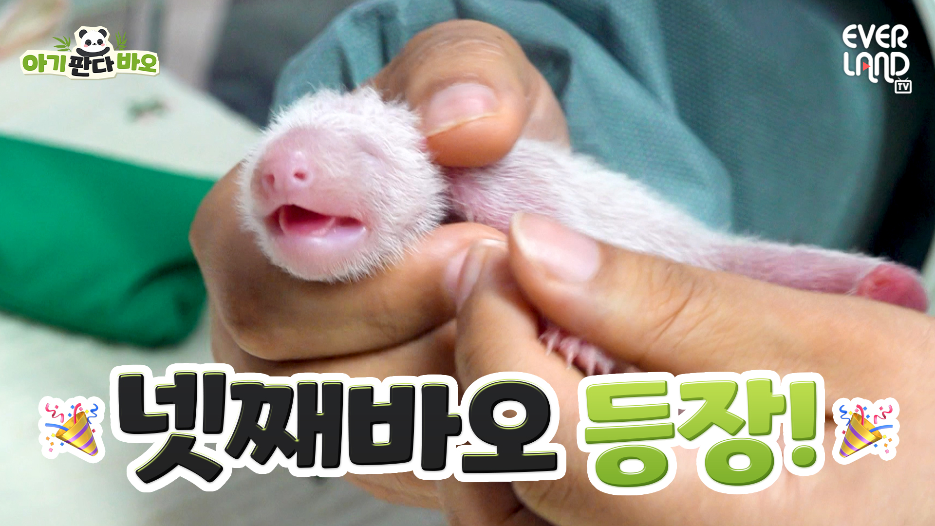 [아기판다바오] EP.1 아기판다의 탄생💚
