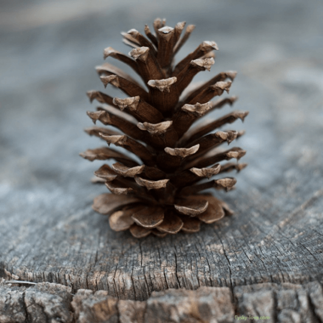 시더우드 (Cedarwood)