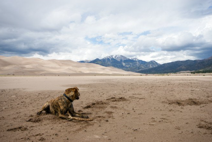 사막에 앉아있는 플롯하운드.