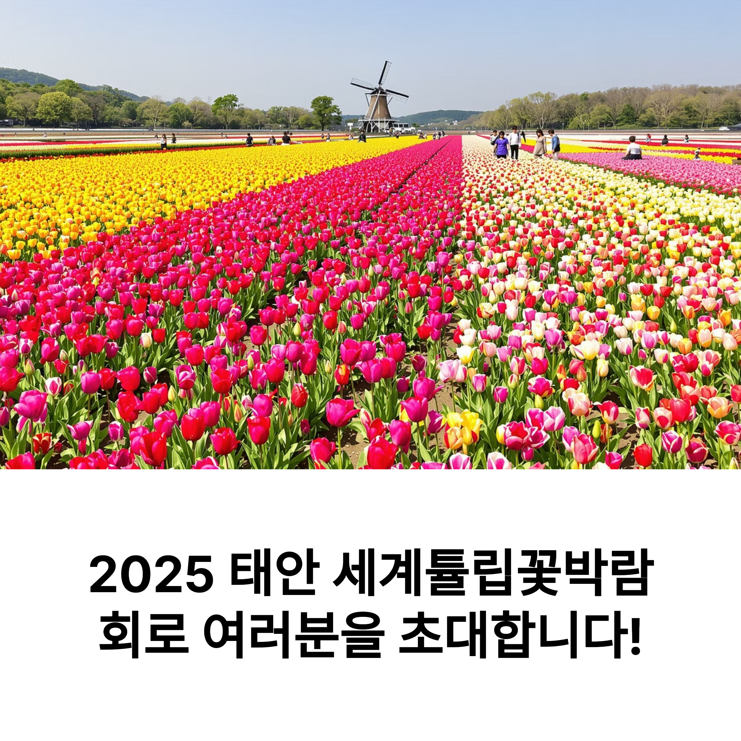 2025 태안튤립축제 이번 주말 개막
