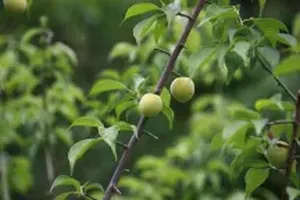 매실