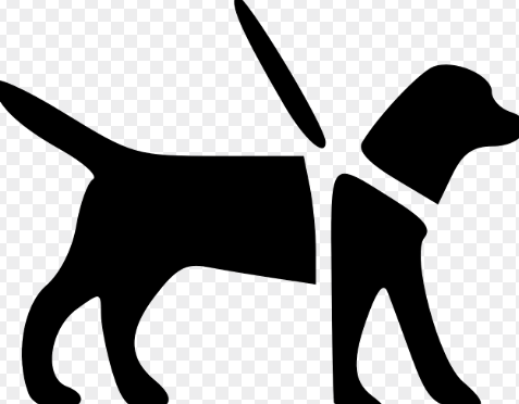 대한민국 안내견에 대한 모든 것