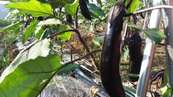 가지 재배 순 지르기 착과 관리 고온 대책_8