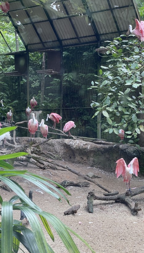 주롱 새 공원 Jurong Bird Park