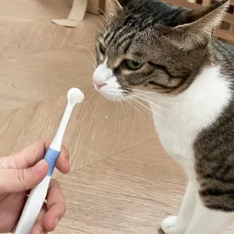 고양이 칫솔, 치약 추천, 칫솔질 방법_29