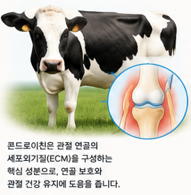 소유래콘드로이친이란-효과-뜻-성분-복용법-철갑상어콘드로이친