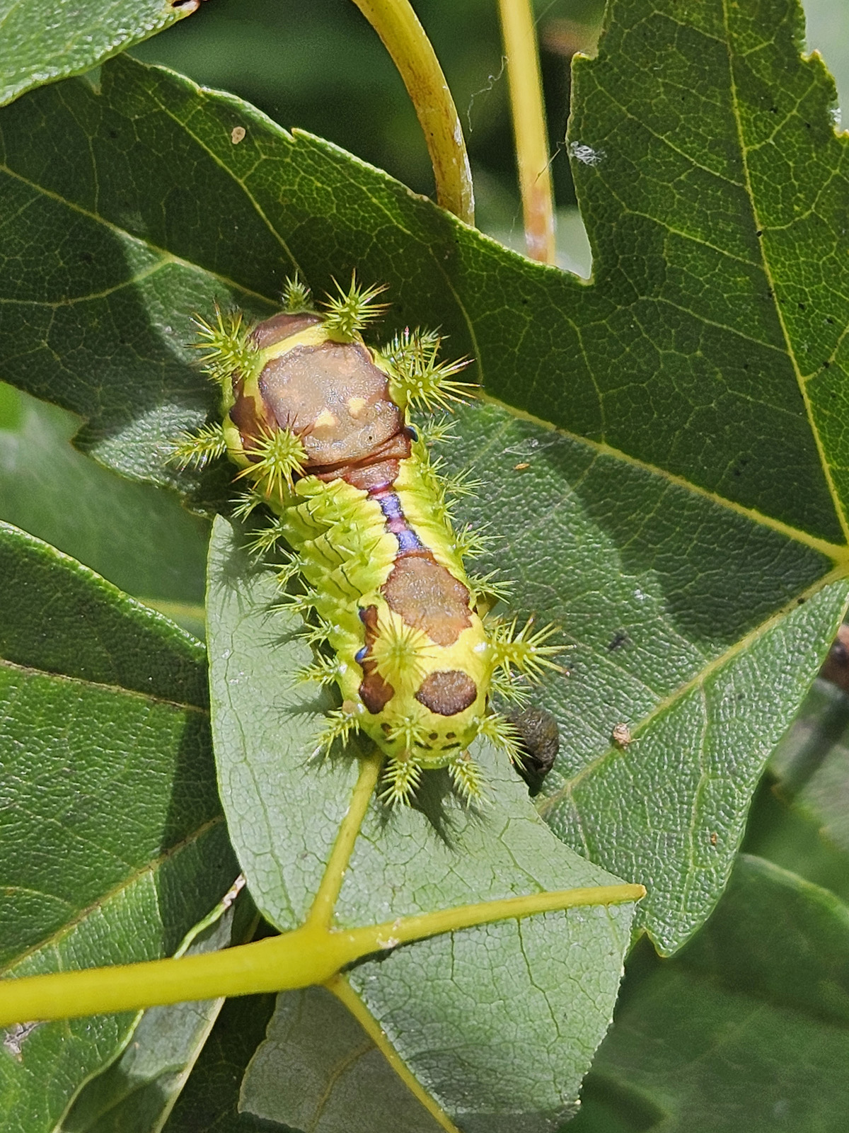 노랑쐐기나방 유충3