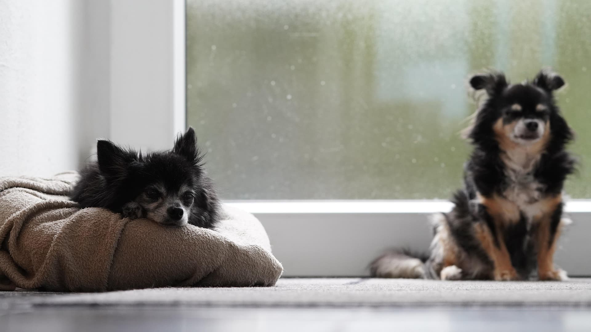 치와와 키우기 전 꼭 알아야 할 5가지: 성격·수명·떨음 이유