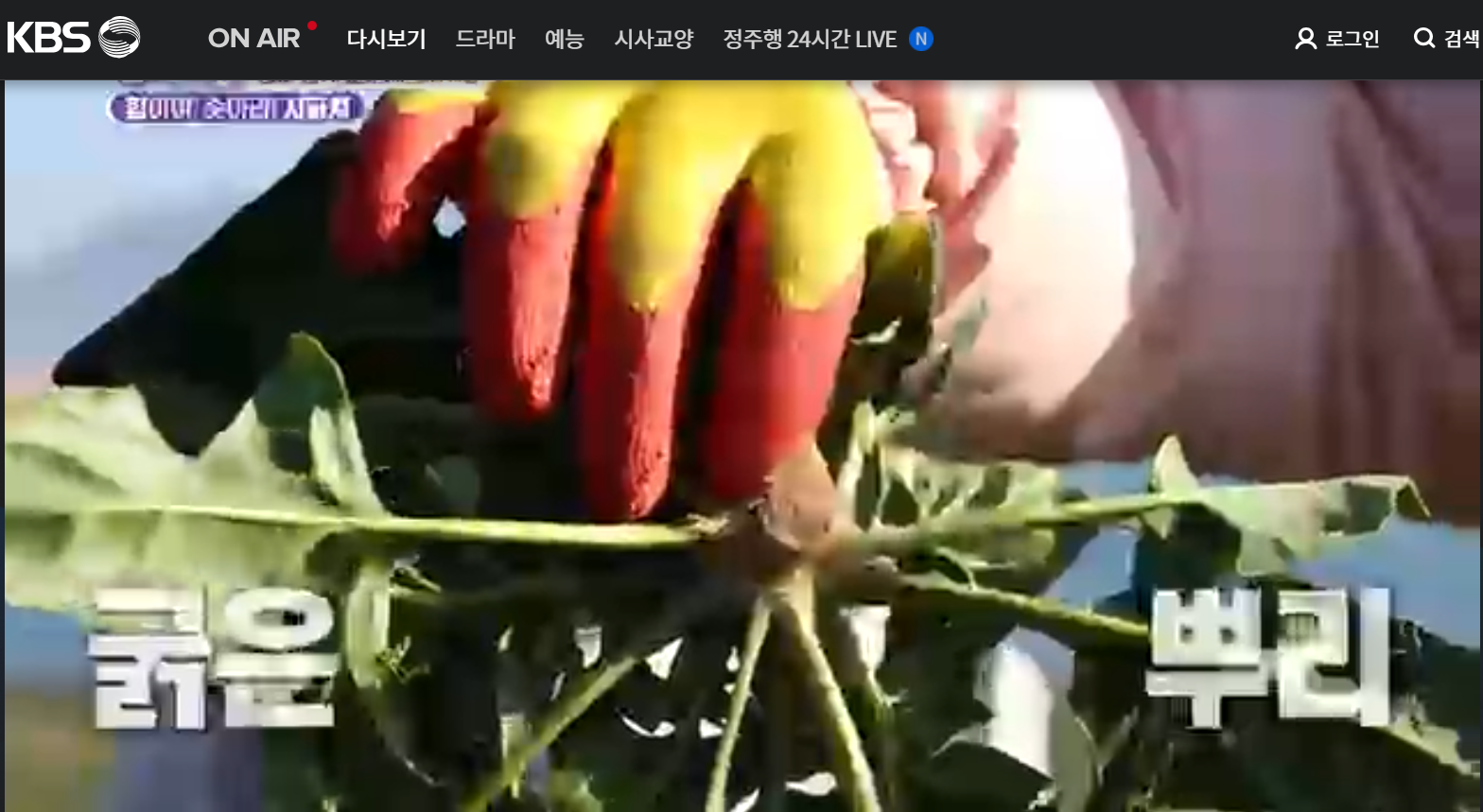 12월 23일 방송된 [ 시금치 - 경남 사천 ] 관련 정보입니다