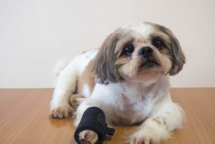 골정중인 강아지