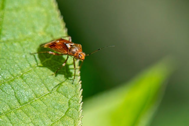 러브버그출몰지