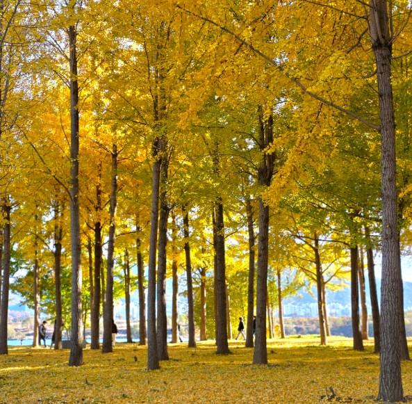 6시내고향 고령 은행나무숲 전경