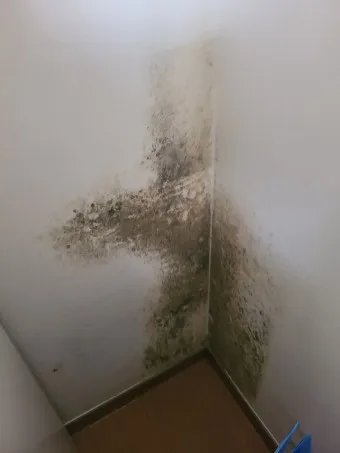 곰팡이 제거 방법 방지 페인트 냄새 없애기_10