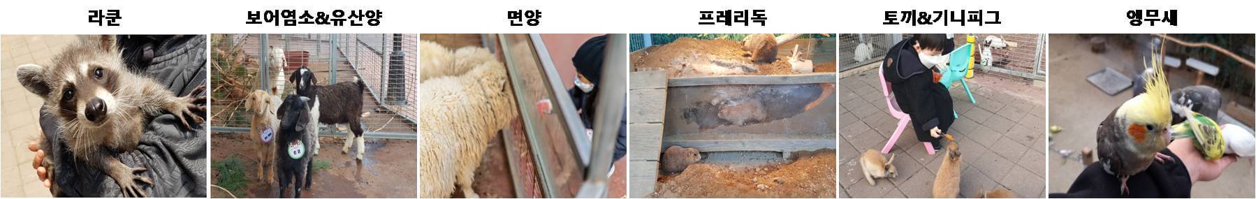 동물농장(소)