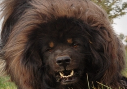 티베탄 마스티프