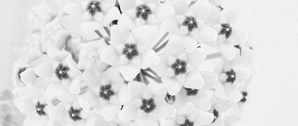 사육 기간: 2~3년 이상