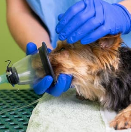 강아지 스케일링 주기와 필요성 마취 괜찮을까요?