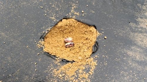 호랑이콩-울타리콩-종자-심는방법-파종방법-발아