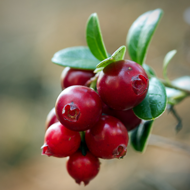 방광염에 좋은 음식