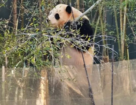자이언트 판다 '푸바오'가 월담을 했다가 외출금지 처분을 받았다. [사진=온라인 커뮤니티 캡처]