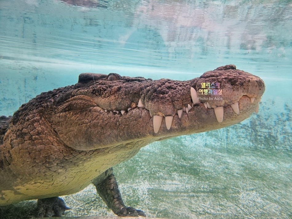 시드니 근교 블루마운틴 투어 가격 솔직 후기 + 시드니 동물원 일일투어