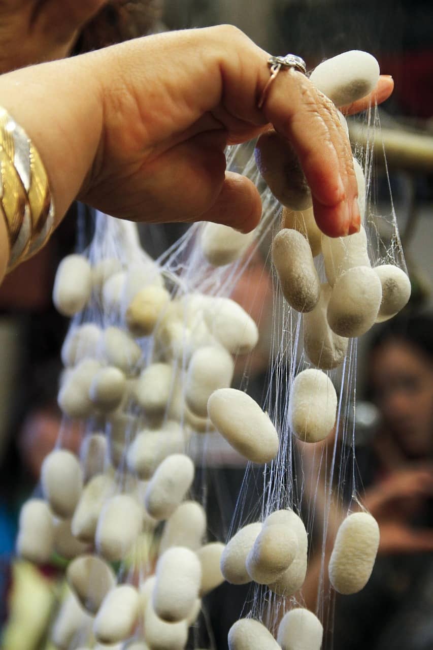 한국인은 왜 번데기를 먹게 되었을까?