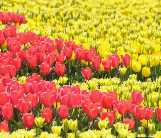 태안 튤립축제