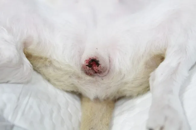 강아지 생리 기간 주의 사항_1