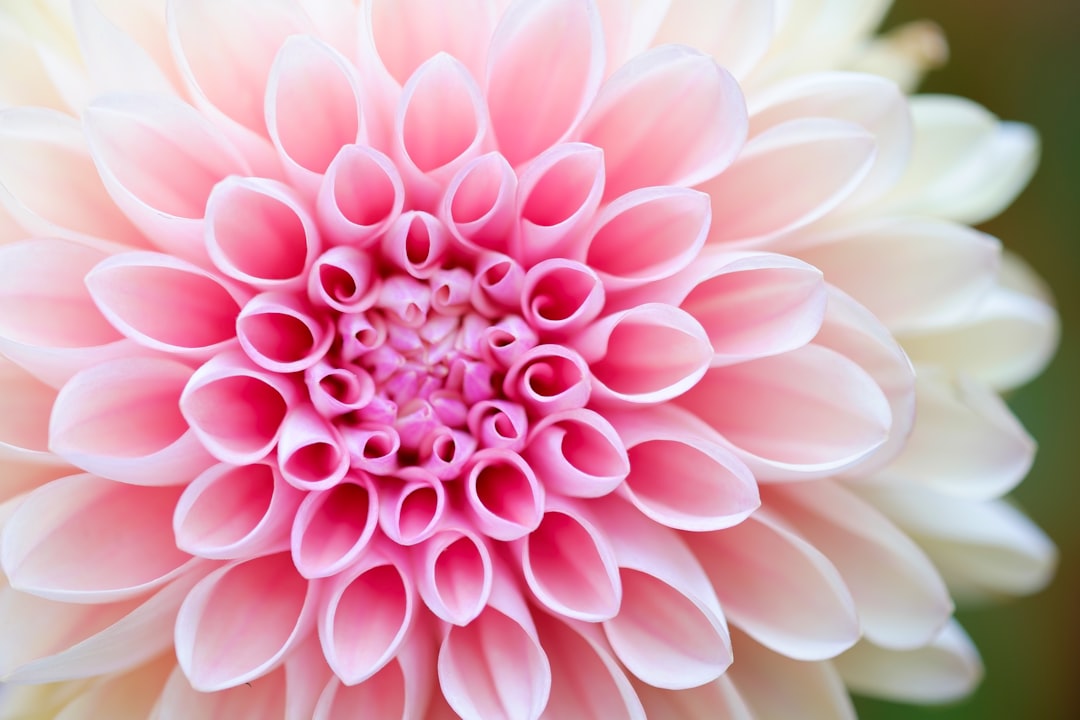 Flora