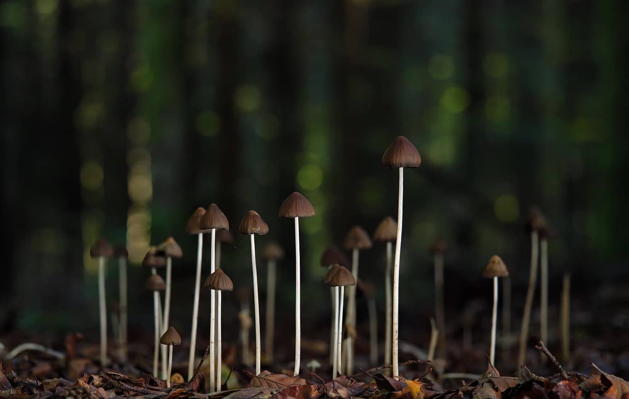 사라진 문명을 추적하게 만든 버섯 발견기를 과학적·고고학적으로 분석한다. 토양 속 균류 신호, 인간 활동이 남긴 생태 흔적, 그리고 이를 감지하는 기술이 어떻게 고대 문명의 위치를 드러내는지 전문적으로 설명한다.