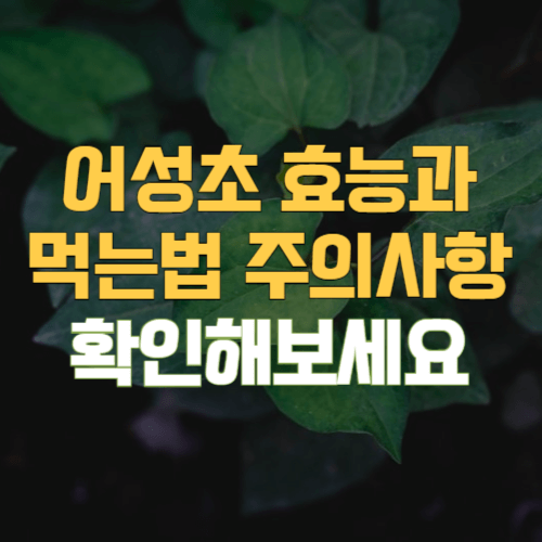 어성초 효능