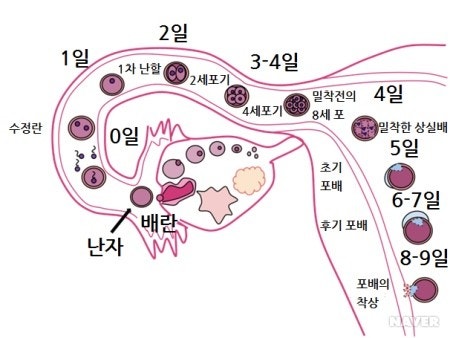 배란지연, 배란통, 배란통 증상, 배란통 위치, 배란통 며칠, 배란일 계산, 배란일 지연, 배란 지연 이유, 생리주기, 생리 배란일, 임신 준비 배란,배란지연, 배란통, 배란통 증상, 배란통 위치, 배란통 며칠, 배란일 계산, 배란일 지연, 배란 지연 이유, 생리주기, 생리 배란일, 임신 준비 배란,배란지연, 배란통, 배란통 증상, 배란통 위치, 배란통 며칠, 배란일 계산, 배란일 지연, 배란 지연 이유, 생리주기, 생리 배란일, 임신 준비 배란