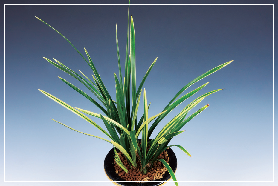 산반호 『천상』