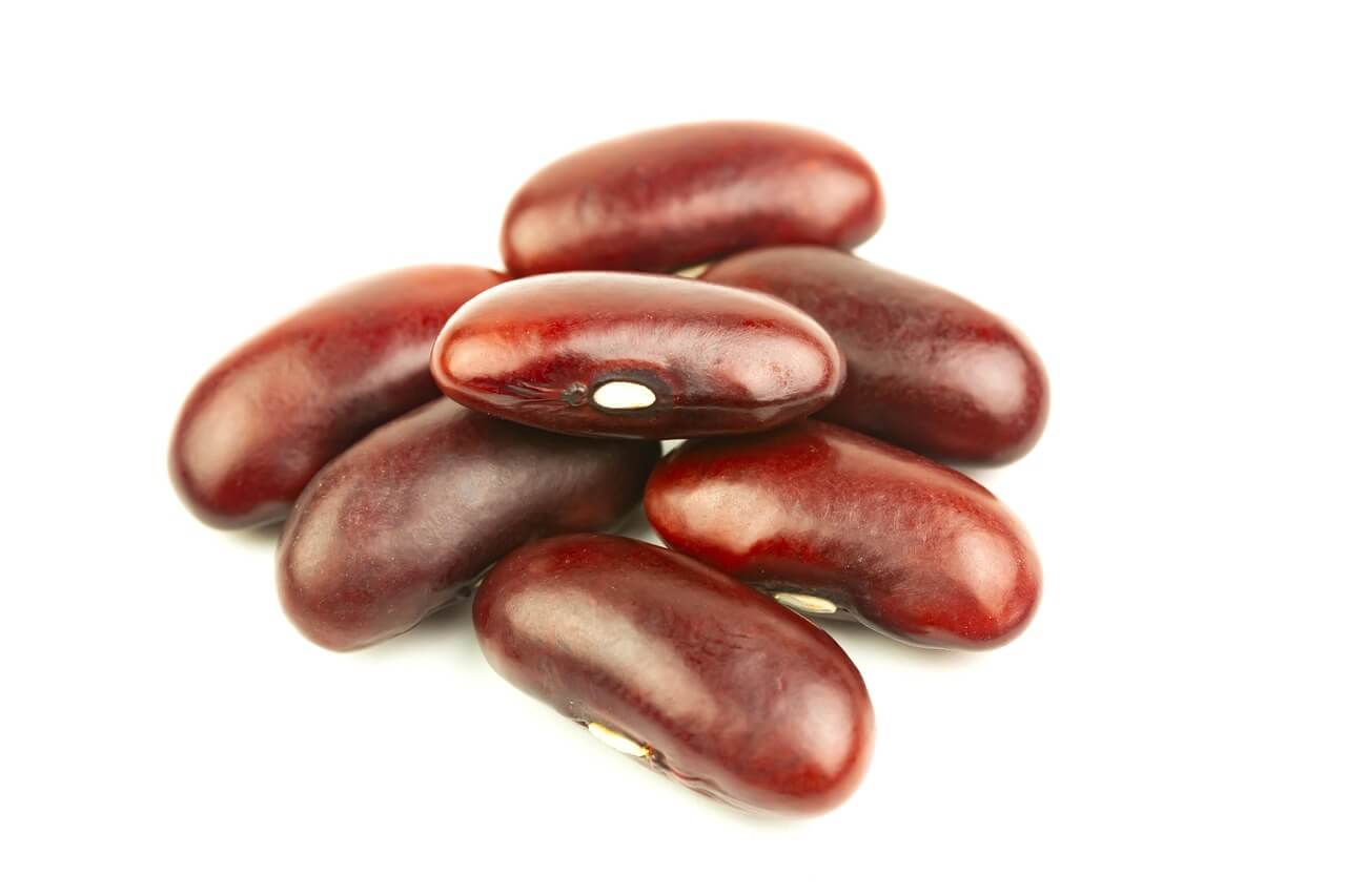 강낭콩 파종시기