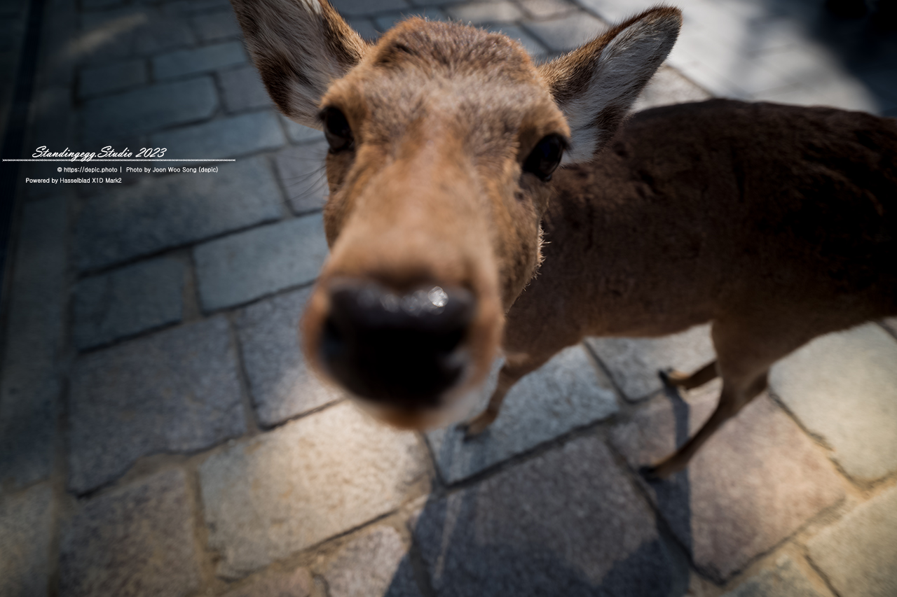 #일본 #나라 #동대사 #사슴공원 #사슴