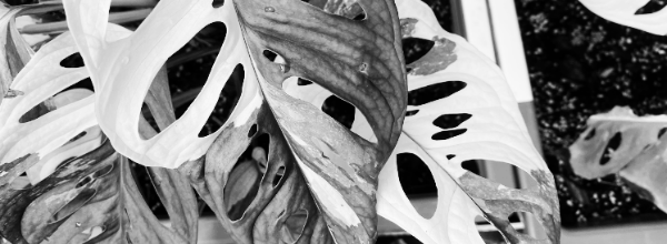 최저 온도: 10~13도