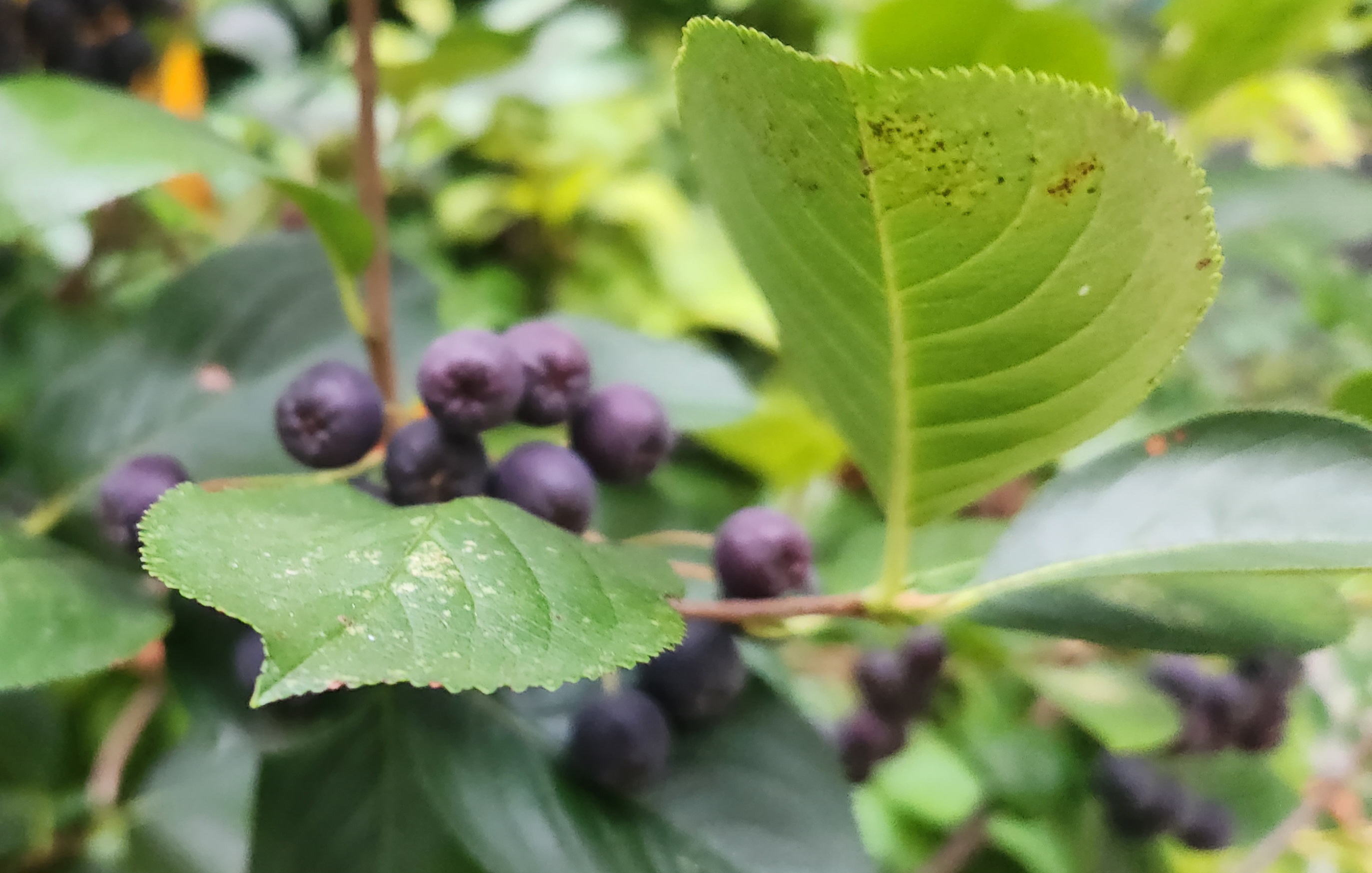 항산화 성분이 풍부한 진한 보라색 아로니아 열매