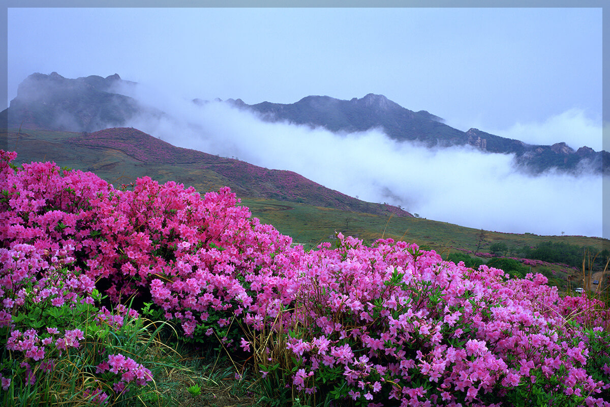 황매산 철쭉 축제 일정 주차장 실시간 개화 상황 추천 코스(총정리)