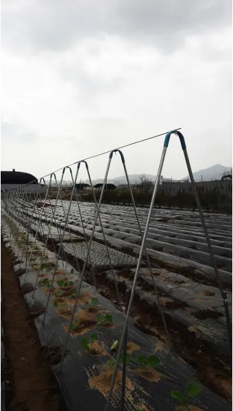 지지대 설치 방법 고추 토마토 참외 수박 쓰러짐 예방_10