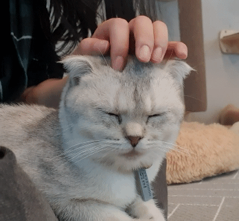 잠자는 고양이