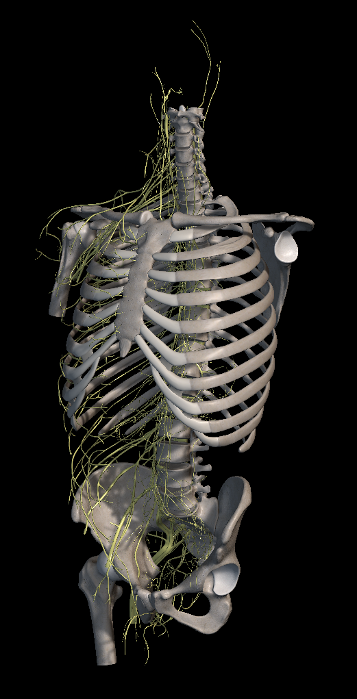 척추관 협착증 증상