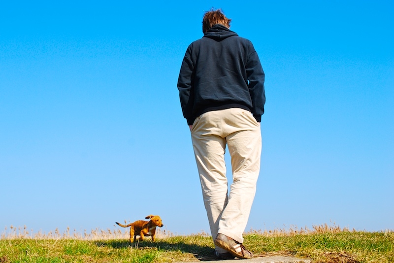 반려동물 실종 관련 사진