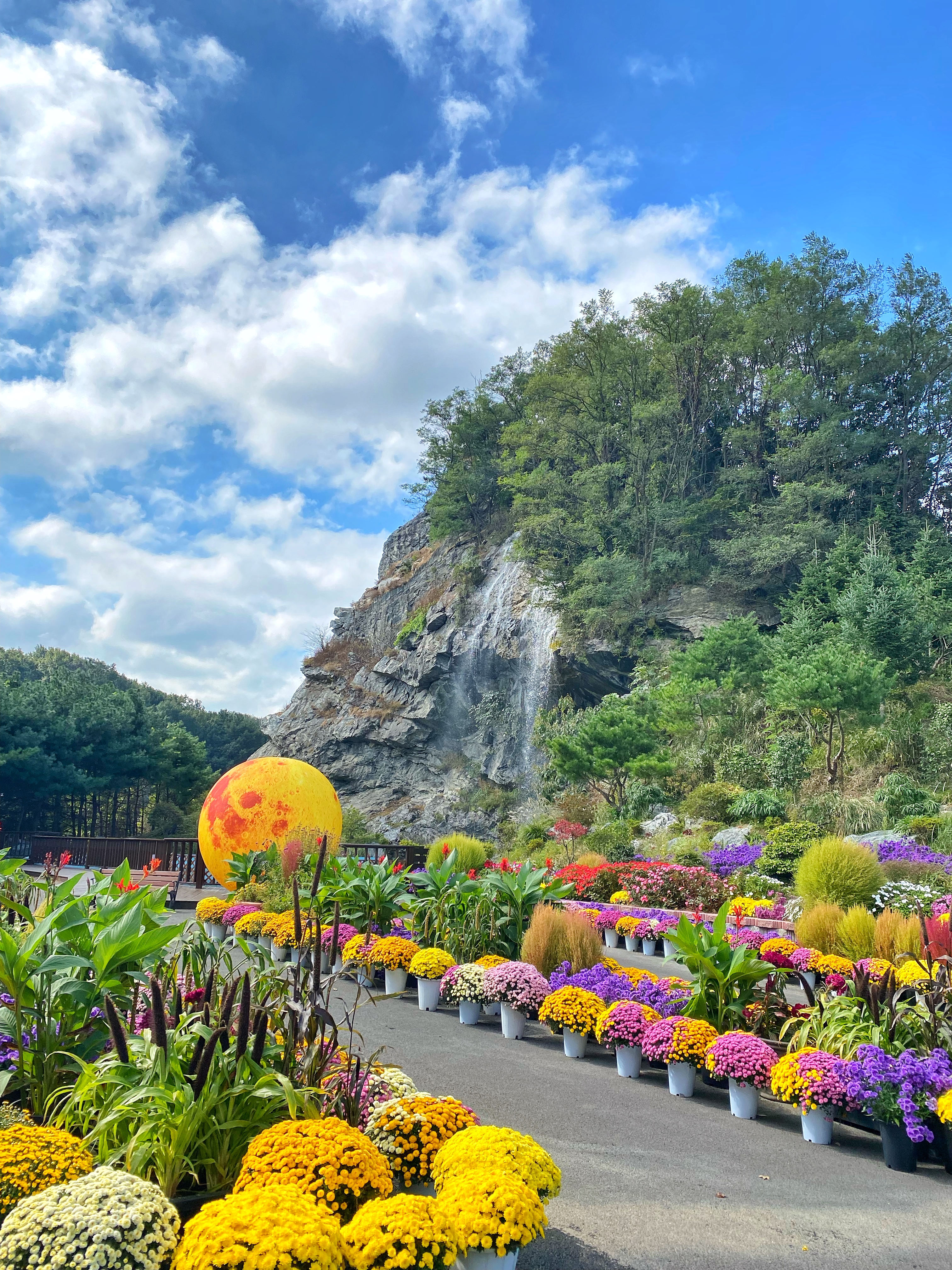 충남 아산의 봄, 튤립과 수선화가 가득 2025 피나클랜드 봄꽃대향연